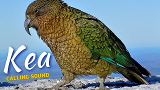 Kea Calling Sound