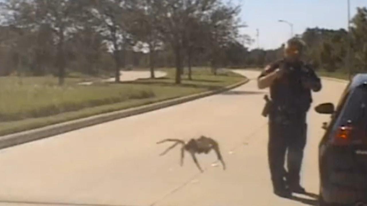 Massive Spider Seemingly Creeps Up On Cop During Traffic Stop - YouTube