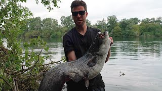 Wels CATFISH on the River