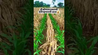 हि कोणत्या प्रकारची शेती म्हणायची आता😂  #shortvideo #shetakri #agriculture #agri