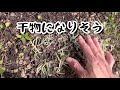 《真夏~秋によく咲くお勧めの宿根草植え付け！》地味すぎ！？渋めの植栽／夏から秋によく咲く大人カラーの宿根草／ミニバラの地植え／過湿に弱い宿根草の植え付け方法／マルチング