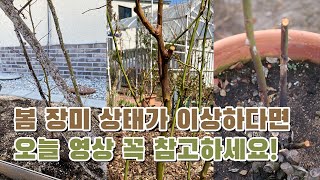 봄에 보이는 장미의 이상증세 | 깍지벌레 | 동해, 냉해, 시들음병 | 로사 오리엔티스 | 닥터로즈 판매 소식