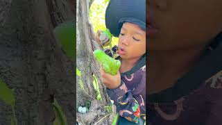 A Younger Man See Parrots On A Nest part 05. #thememoryaboutyou #tree #parrot #cutebirds #birds