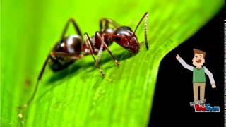 Ophiocordyceps Unilateralis