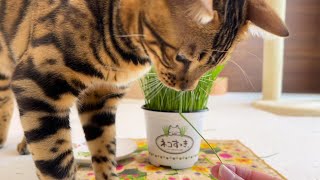 うちの猫に初めて猫草をあげてみました【ベンガル猫】