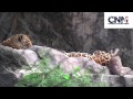 Two Awesome Jaguars Chilling on some Rocks - in HD