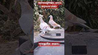 আলহামদুলিল্লাহ অনেক সুন্দর দুটি রেসার কবুতরের বাচ্চা। #pigeon #kobutor #কবুতর #kabootar #pets #birds