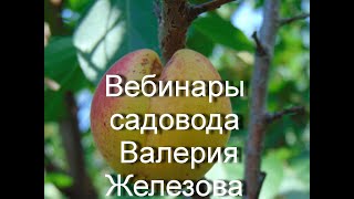 Железов Валерий.  Вебинар 201.  Я против синдепона от муравьев и против голой земли под деревом.