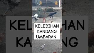 KELEBIHAN KANDANG UMBARAN‼ #ayam #jenisayam #pakanayam #chicken #peternakayamkub #ayamkampung #birds