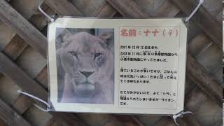 ライオンのナナちゃんの案内版　長野県内最古の動物園小諸市動物園　小諸城址懐古園へ行って来ました　00216