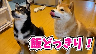 柴犬の驚きの表情が可愛すぎるご飯1粒ドッキリ！　Shiba Inu Prank