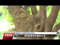 全台登革熱再增167例 高雄開學前加強清消｜20230828 公視晚間新聞