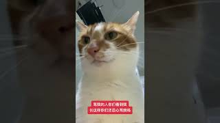 🤓嘿嘿#每日吸猫 #这小猫不得给我迷死啊