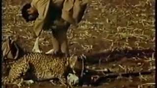 Indian Cheetah, the extinct big cat, in the old hunting days