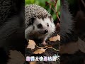 刺蝟的耐心教訓 拔苗助長的故事 animals cute 搞笑 搞笑 hedgehog 動物 動物 萌宠 寵物 萌宠 寵物 gameplay 可愛 funny 可愛