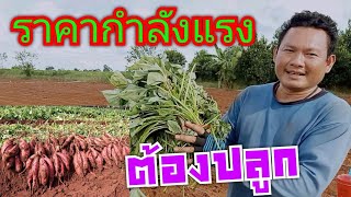 การเตรียมแปลงปลูกมันเทศญี่ปุ่น🍠🍠