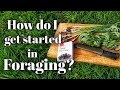 How do I get started in Foraging?