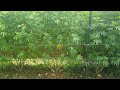 2021 outdoor cannabis garden tour garden update 14 august 14 week 1 of flower