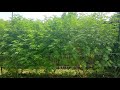 2021 Outdoor Cannabis Garden Tour | Garden Update [#14] - August 14 - Week 1 of Flower