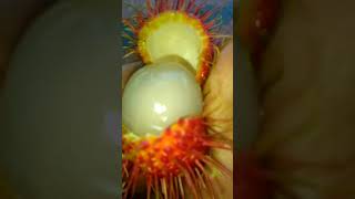 റംബൂട്ടാൻ ഇങ്ങനെ കഴിച്ചിട്ടുണ്ടോ?Rambutan Fruit#jobysdreamworld # short.