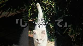 猫に関する雑学を深掘り[あなたは知っていますか？] #４ 猫の不思議をもっと知りたくなったら、ぜひチャンネル登録を！あなたの猫愛を深めるお手伝いをします🐾✨  #猫の雑学#cat #猫のしっぽ