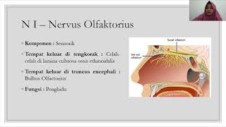 Anatomi Sistem Saraf #3 - Nervi Cranialis