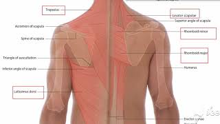 Trapezius muscle