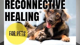 Reconnective Healing for Pets with Dr. JT, DVM