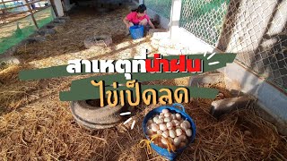 สาเหตุที่ไข่ลดในช่วงฤดูฝน | น่าฝนทำไมเปอร์เซ็นไข่ลดลง