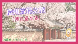 ☆韓國特色慶典～～慶州櫻花慶典(慶州賞櫻之旅part1)☆