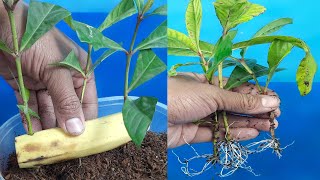 Growing Ixora Plants Cutting In A Banana || Best Ixora Rooting Hormone