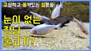 [고품질-과학] 눈 없는 물고기가 있다고?