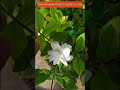 பாரிஜாதம் செடி பூக்கும் டிப்ஸ் parijatham flowering tips flowergarden