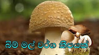 how to several species of mushrooms endemic to sri lanka