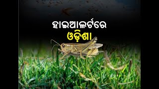 Locust in Chhattisgarh: Dept of Agriculture Placed Western Odisha on High Alert in Case of Danger