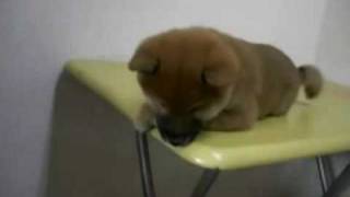 2009年9月20日生まれの柴犬③