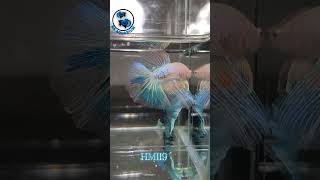 Fancy Halfmoon Betta HM119. kaaquarium.com