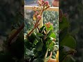 మై బ్యూటిఫుల్ గార్డెన్ 🌹❤️🥰🌿 highlight nature houseplants indoorgardening nature