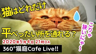 VR猫カフェ‼「猫ちゃんは、どれぐらい平べったい所を通れるの？？？」2020.5.4.21時OA【360°4k】