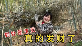 农村小伙承包30亩竹山，半年后媳妇发现到处都是宝贝，真的赚大了