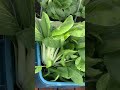 【家庭种植】bok choy 小白菜