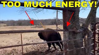 Is this Bison Bull OK? Dunbar is about to EXPLODE!