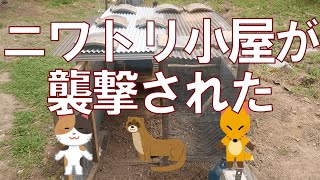 【ヒヨコが襲われた】そして烏骨鶏が消えた...。