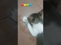 🔹️REAÇÃO DO MEU GATO A ERVA CATNIP!😱🤣😅#shorts