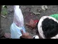 Sacrifice Animal for worship in Maharastra India ( Don't See Vegetarian)