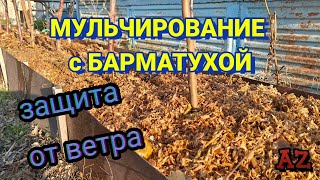 МУЛЬЧИРОВАНИЕ и использование барматухи зимой: практические советы