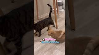 お腹すいたら喋ってアピールしてくる食いしん坊な猫ちゃんが可愛すぎる...