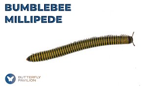 The Bumblebee Millipede is Not Your Average Decomposer