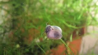 Snail sings, “Twinkle Twinkle Little Star”