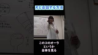 【誰でもできる！】霊能者・スピリチュアルカウンセラーまゆみさんからアドバイス／犬とテレパシーでコミュニケーションを取る方法